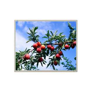 AUO G190EAN01.6 19" Outdoor IPS ...