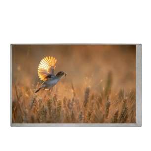 G070Y2-L01 INNOLUX 7" TFT LCD Di...