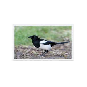 G070ACE-LH3 INNOLUX 7"  Industria...