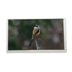 TCG070WVLPEAFA-AA20 7" Kyocera Ori...