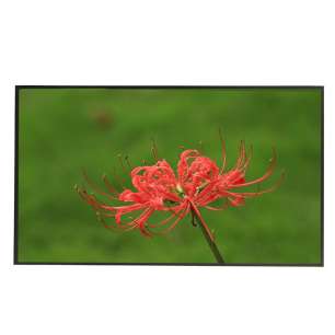 DV650QUM-N00 65" BOE UHD IPS LCD...