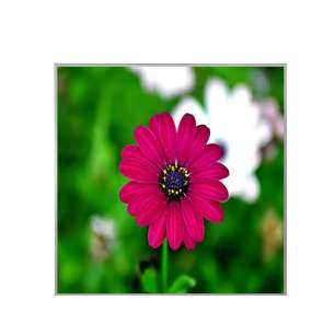 DV220X2M-NV0 22" IPS LCD Display...